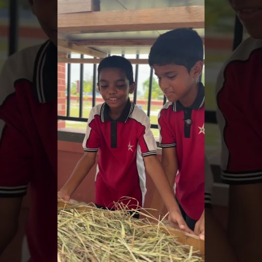 Learning Responsibility Through Pet Care 🌞🐔